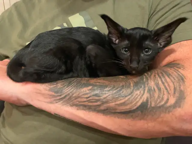 oriental short hair in Cats & Kittens for Rehoming in Lanaudière - Image 4