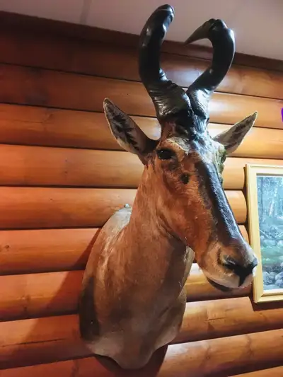 African Hartebeest mount, View more