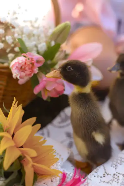 Indian runner ducklings, View more