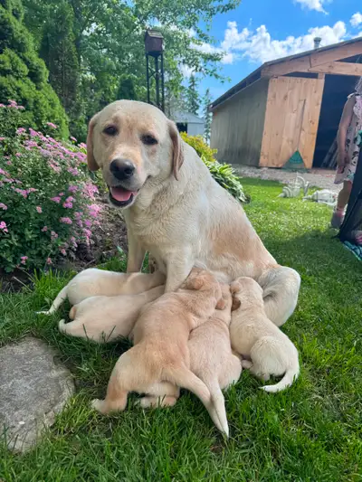 Labrador cross puppy’s, View more