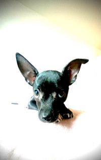 Chihuahua X Pinscher