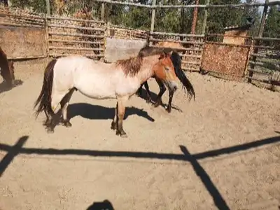 3yr Wildie colt, View more