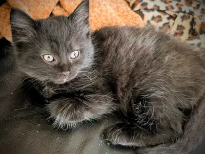 3 chatons noirs poils longs, View more