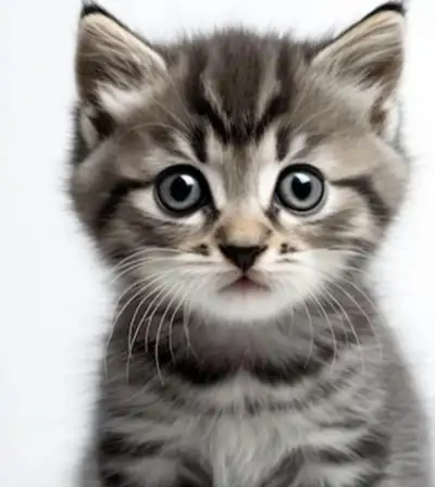 Chaton male gris et noir 8 semaines tout petit . Contre bon soin Viens avec litière, bol, bouffe sac...