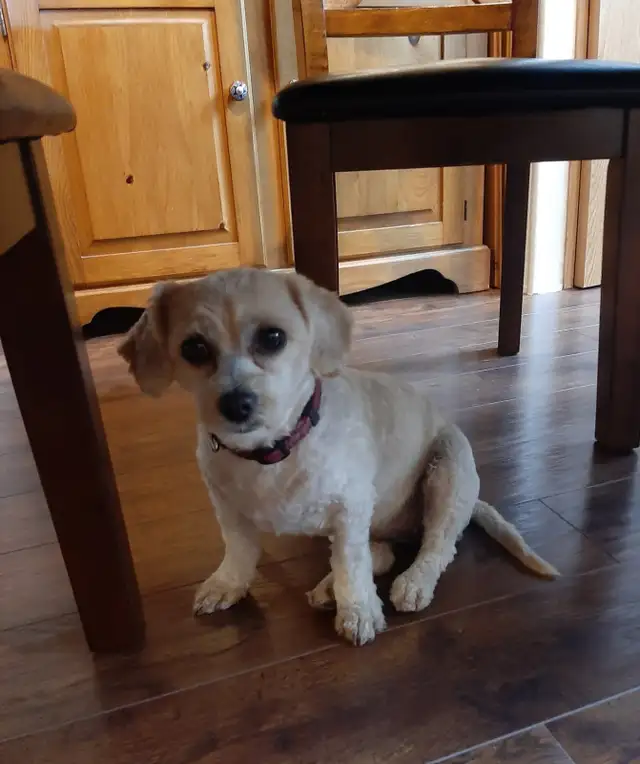 Shi-poo for rehoming, located on the Bruce Penninsula in Dogs & Puppies for Rehoming in Owen Sound - Image 4