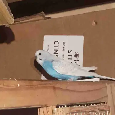 male budgie, View more