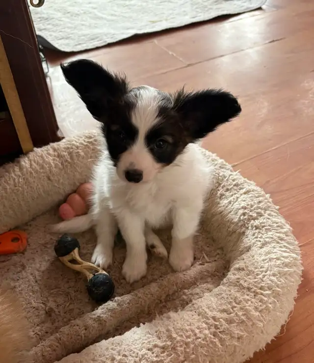 Papillon Puppy in Dogs & Puppies for Rehoming in Regina - Image 3