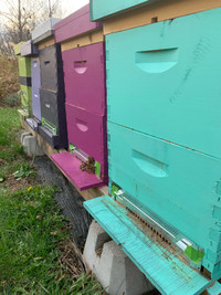 Beekeeping Extractor/Hives/Full Set up