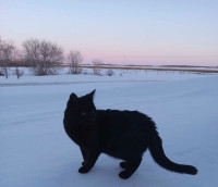 Friendly Black Male Cat in Need of Loving Home! 
