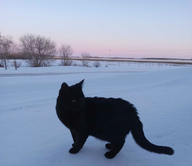 Friendly Black Male Cat in Need of Loving Home!  in Cats & Kittens for Rehoming in Saskatoon