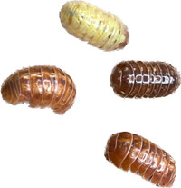 Cloportes/ Isopods.  Looking to trade 