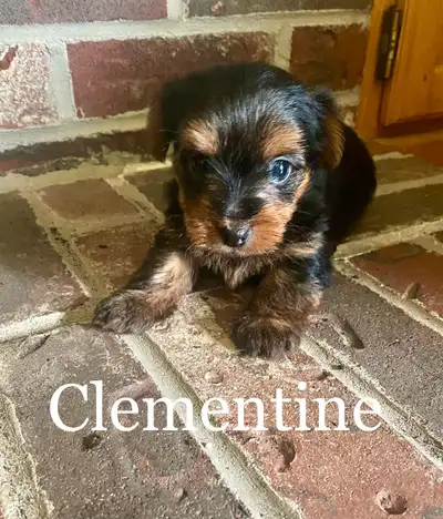 Yorkshire Terrier Puppies for sale, View more