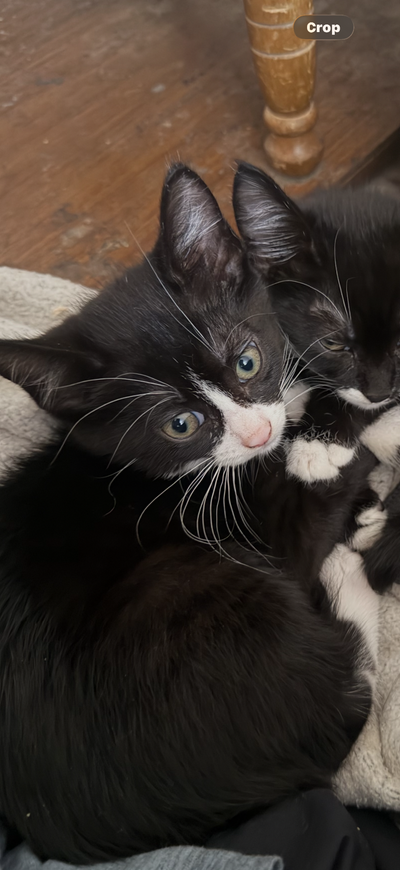 ***Kitten for remhoming asap***£, View more