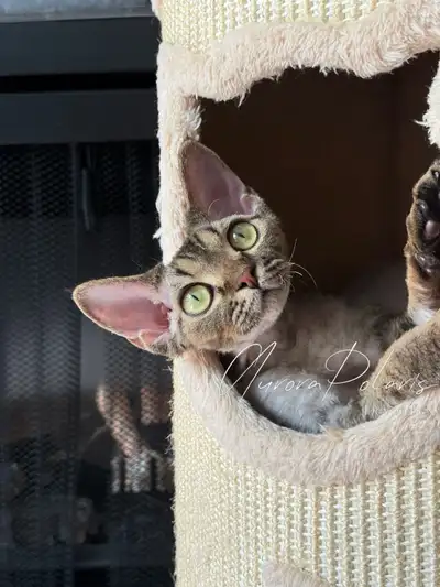Affectionate Tabby Devon Rex TICA & CFA registered, View more