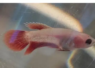 taking female baby bettas, View more