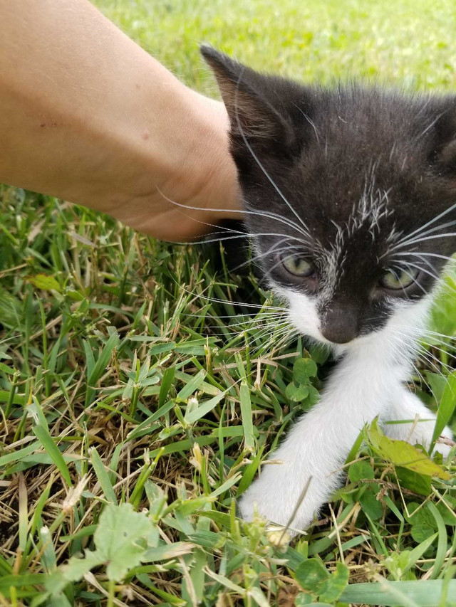 Cute Kittens in Cats & Kittens for Rehoming in Kelowna - Image 3