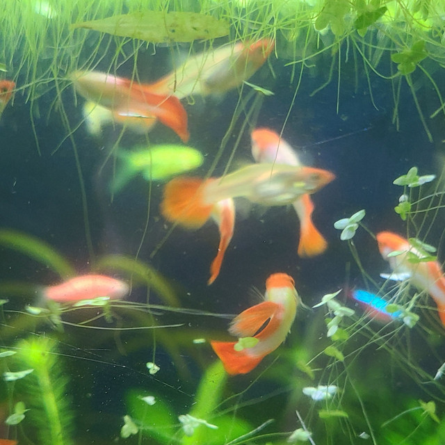 koi guppy in Fish for Rehoming in Mississauga / Peel Region