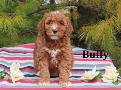 F1B Mini Golden doodle puppies., View more