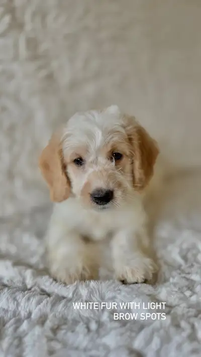 F1B ADORABLE MINI GOLDENDOODLE PUPPIES, View more