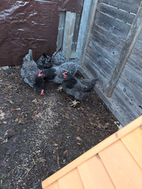 Two laying hens - Darker Silver Wydnots