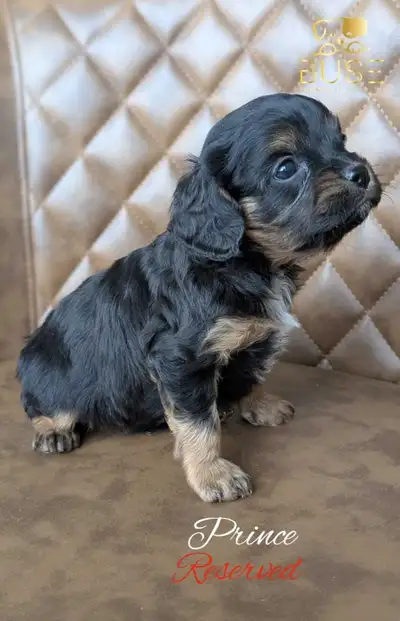 F1b Reverse Cavapoos: All Sold!!, View more