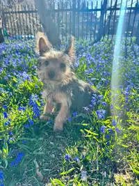 Adorables Yorkie Puppies for sale!!!