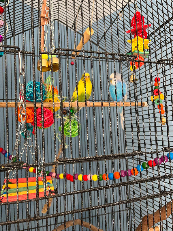 Budgies for adoption. in Birds for Rehoming in Chilliwack - Image 4