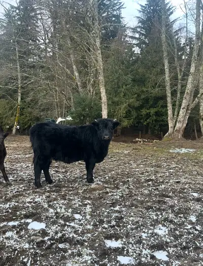 Dexter highland heifer , View more