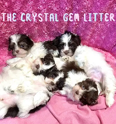 Havanese Pups, View more