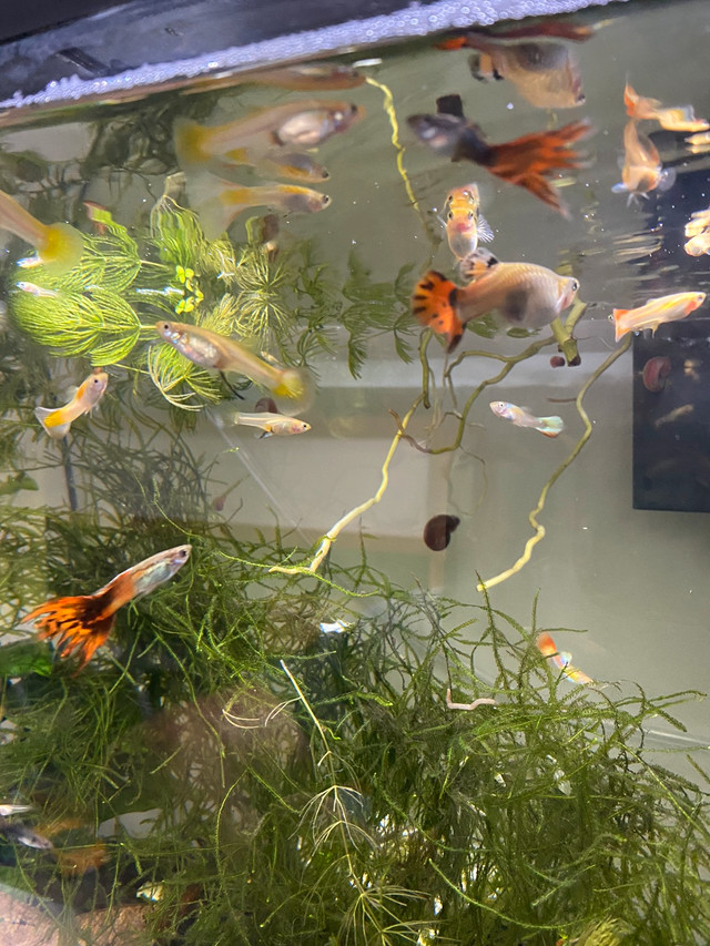 Yellow and Fancy Guppies For Sale (Sold Out) in Livestock in Barrie - Image 2