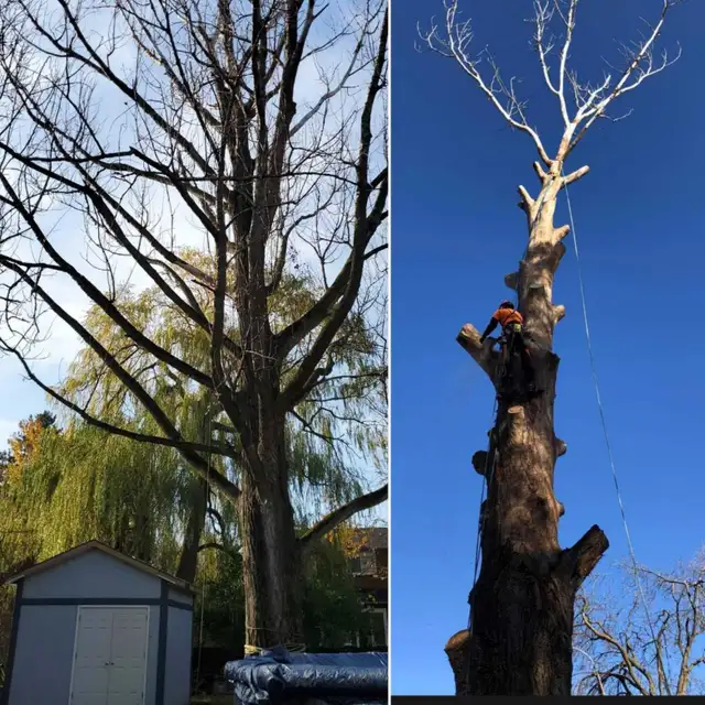 TORONTO TREE GUYS - TREE REMOVAL - PRUNING - LICENSED & INSURED 606389720350740481