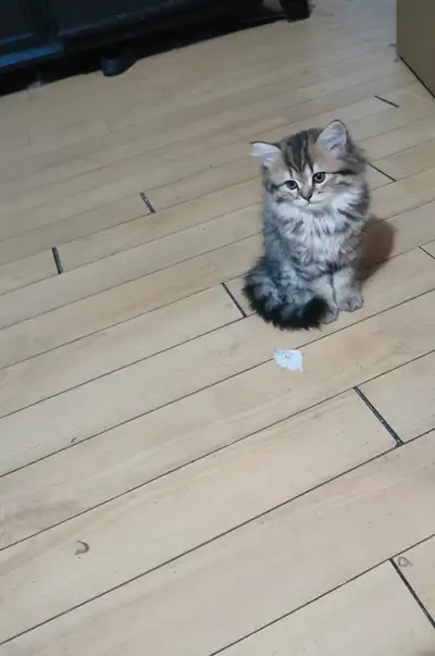 Tabby Kitten, View more