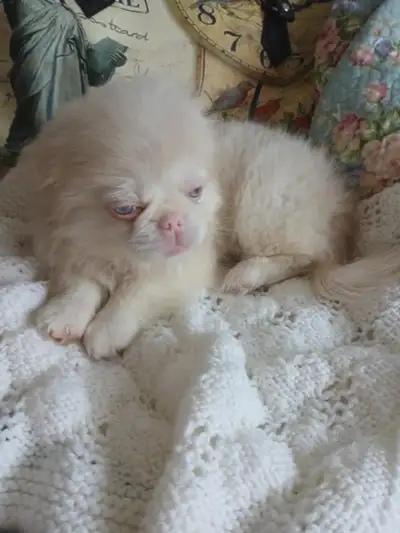 PUREBRED PEKINGESE PUPPY SWEET, CALM, READY FOR A FOREVER HOME, View more