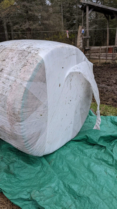 Round bales of kiln dried shavings dans Accessoires pour bétails et chevaux  à Vallée d’Annapolis - Image 3