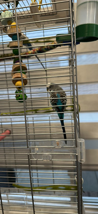 Two pair of Budgies with cage, toys and food