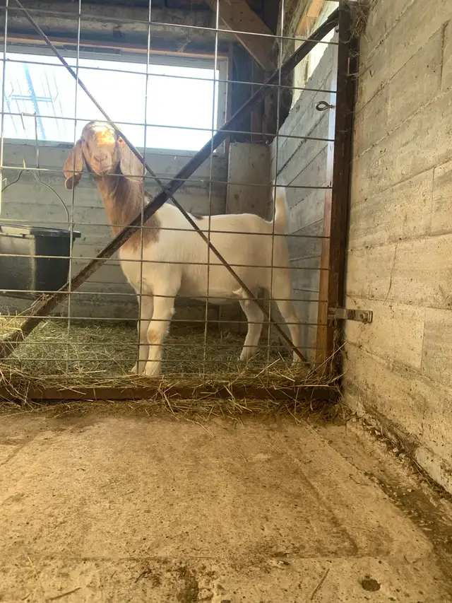 Purebred Boer Buck in Livestock in Hamilton - Image 7