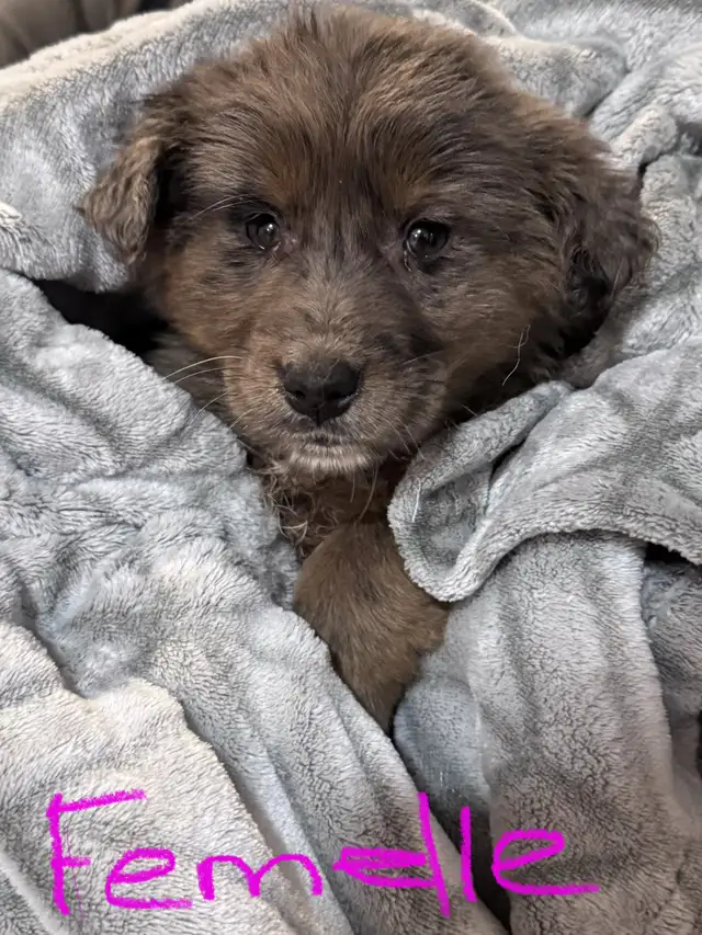 chiot golden x berger australien in Dogs & Puppies for Rehoming in Drummondville - Image 3