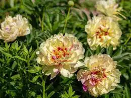 itoh peony tree for sale ( small tree in pots)62864746156930122