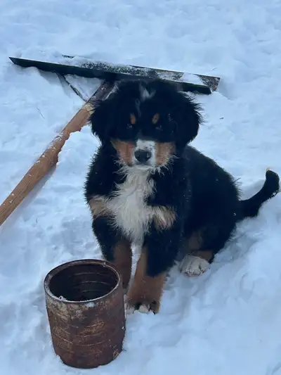 Bernese Mountain Dog puppies, View more