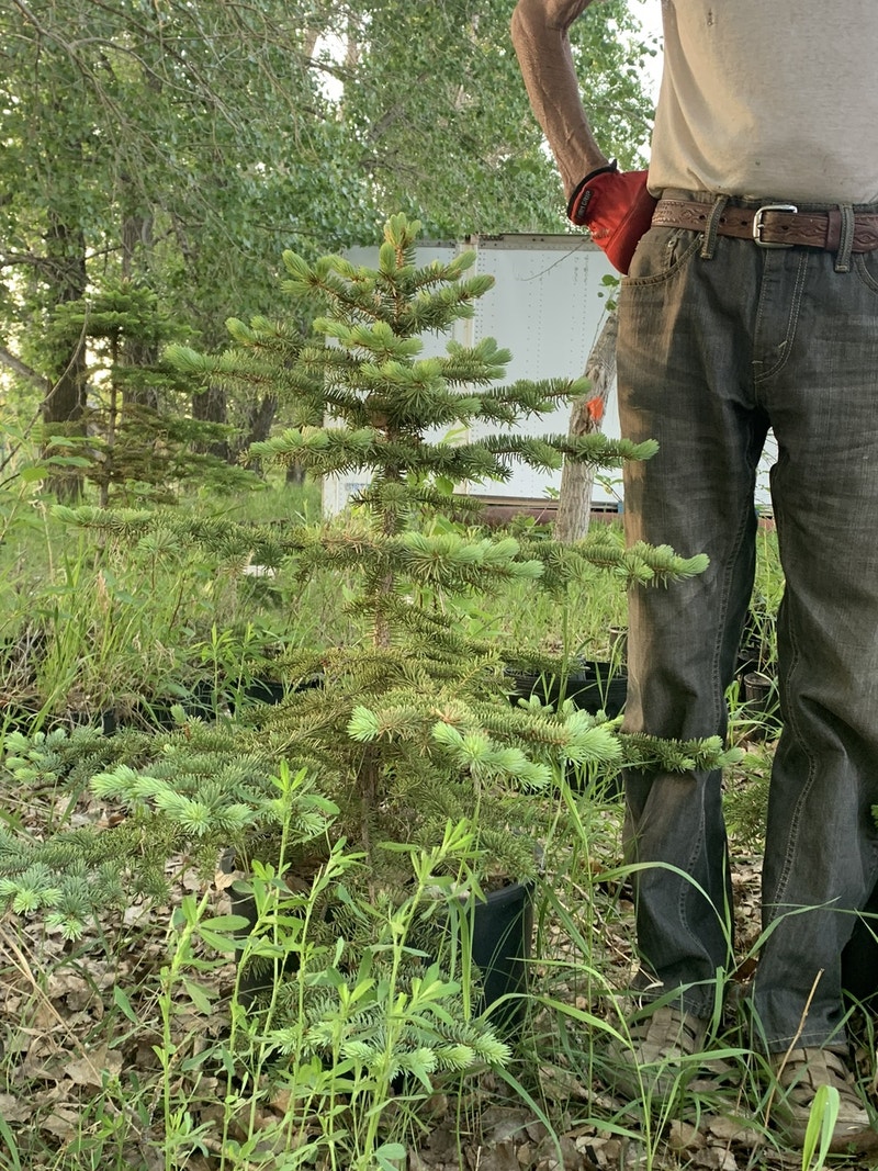 150 small potted trees and shrubs. 8 each Plants, Fertilizer & Soil