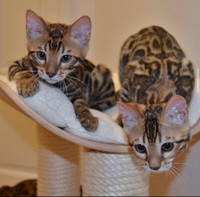 Purebred GLITTERED Bengal kittens 