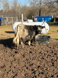  Bred Belgium blue heifer for sale 