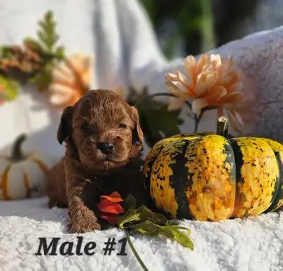 Cavapoo puppies, View more