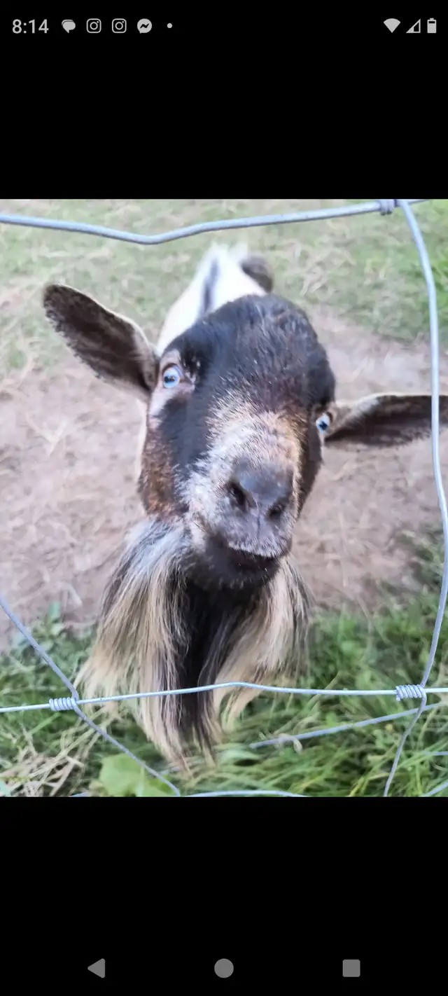 Two intact male mini goats in Livestock in Pembroke - Image 4