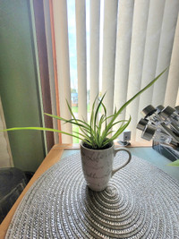 Spider plant in a cute little cup. Air purifier plant.