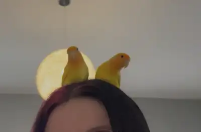 inséparables et cage, View more