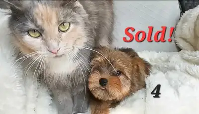 *All Sold!* Maltipom X Tiny Yorkie Puppies!, View more