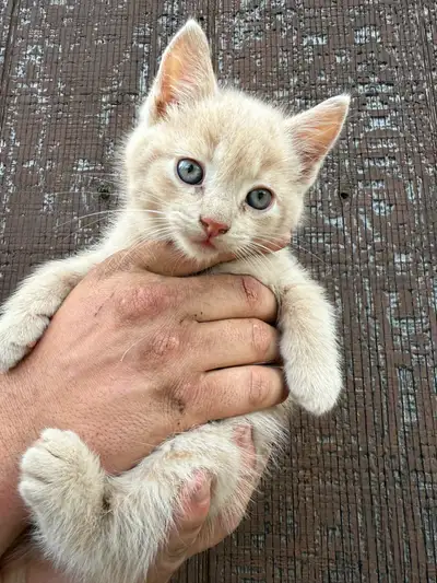 kittens ready for rehoming, View more