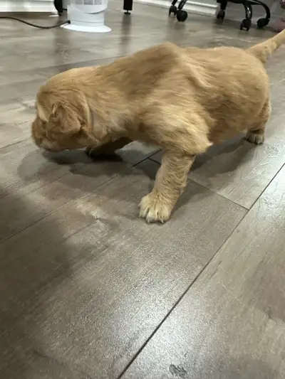 Golden Retriever Puppies — Ready for Forever Homes March 8! We’re excited to announce that Daisy’s l...