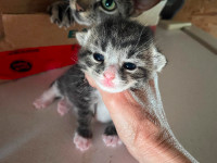 Three kittens for sale